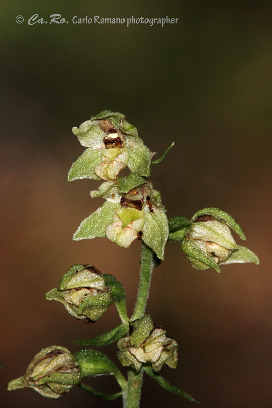 Epipactis da determinare